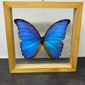 Framed Blue Butterfly wall art 7.5” X 7.5”